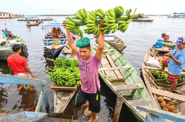 a man hoists a branch with bunches of bananas attached over his head and away from a canoe