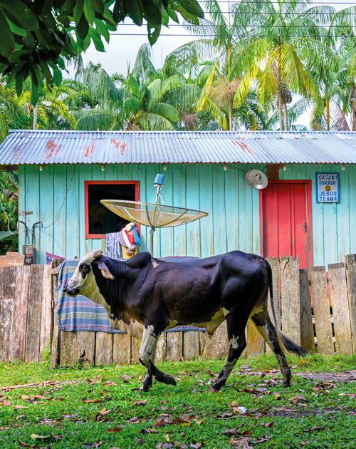a young bull walks in front of a colorful building with a metal roof and palm trees behind it