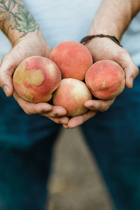 hands holding four imperfect peaches out
