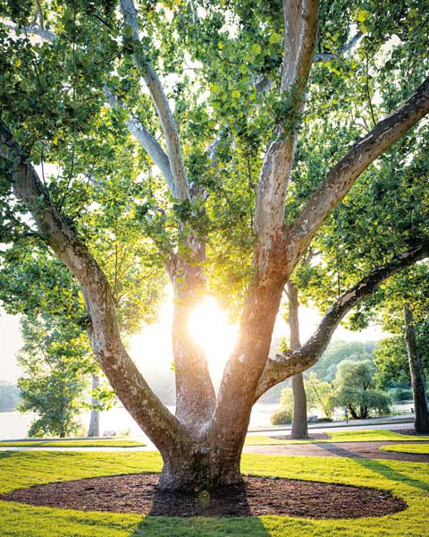 sycamore tree on campus