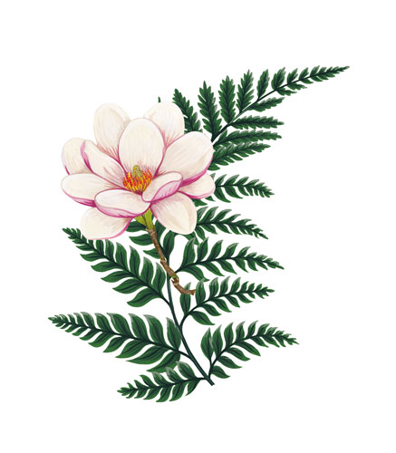 illustration of a magnolia flower