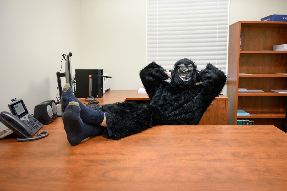 A professor dressed up in a gorilla suit at his desk